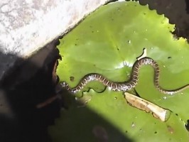 Tori  from ATKPREMIUM