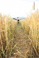 Schoolgirl Pleasuring Herself In A Wheat Field
