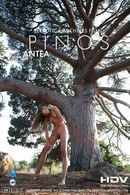 Pinos