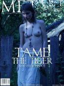 Tame The Tiger 03