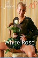 Lory - White Rose