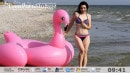 Flamingo Video