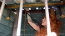 Acquired Redhead For Training gallery from SENSUALPAIN - #7