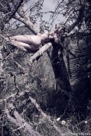 Amy in Sleeping In A Tree gallery from GALLERY-CARRE by Didier Carre - #11