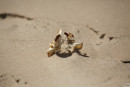 Maddie Crump Stoney Beach gallery from ZISHY by Zach Venice - #4