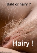 Hairy Or Bald ?
