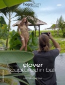 Clover Captured In Bali