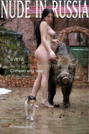 Crimean Wild Boar