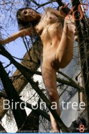 Bird On A Tree