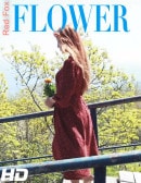 Red Fox in Flower video from THEEMILYBLOOM