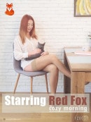 Red Fox in Cozy Morning gallery from THEREDFOXLIFE
