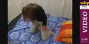 Ami pees her white jeans on the bed video from WETTINGHERPANTIES by Skymouse