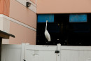 Debra Kenlow Rare Bird Florida gallery from ZISHY by Zach Venice - #9