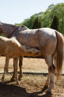 Cami Sembrabella Western Fashion 1 gallery from ZISHY by Zach Venice - #6