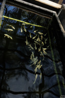 Josie Beall Shrubs R Us gallery from ZISHY by Zach Venice - #1