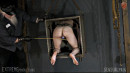 Mouse Boxed Pussy gallery from SENSUALPAIN - #7