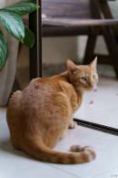Pamela Cuevano Latin Cats 1 gallery from ZISHY by Zach Venice - #2