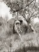 Amy in Trees gallery from GALLERY-CARRE by Didier Carre - #4