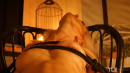 Natasha M in Bound In Pleasure 1 gallery from THELIFEEROTIC by Xanthus - #11